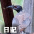 クマにゃん日記「枕にされるボク」