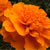 Marigold