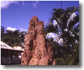 ANT HILL