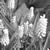 Muscari