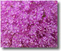 Allium Giganteum