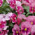 pansy violet