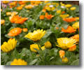 Calendula