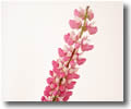 Lupinus
