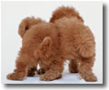 Toy Poodles