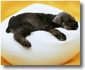Miniature Schnauzer