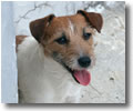 Jack Russell Terrier