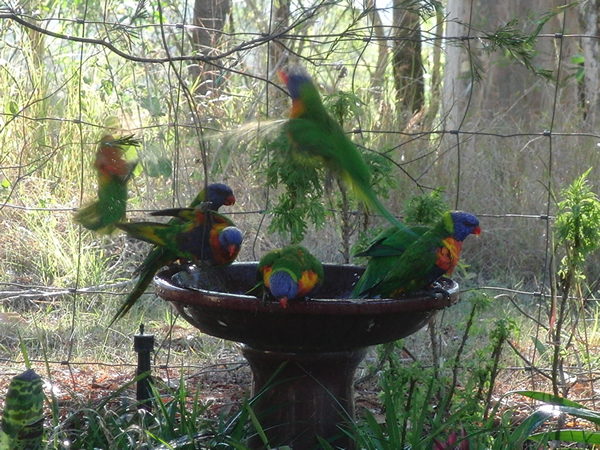 Rainbow Lorikeets taking a bath 