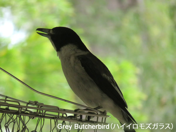 Grey Butcherbird