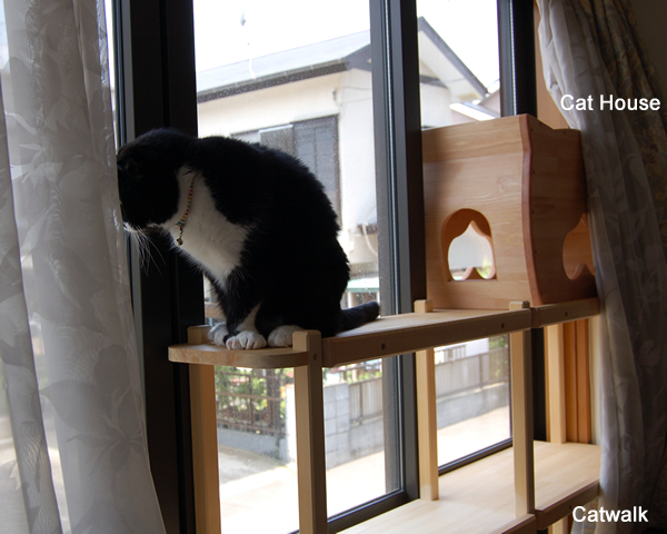 Cat House and Catwalk