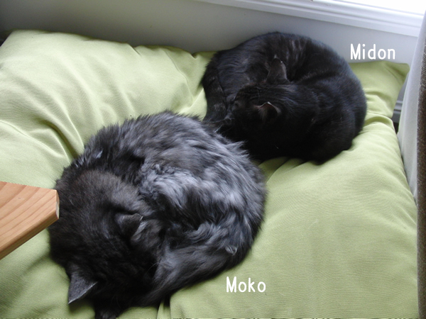 Taking a nap with Moko