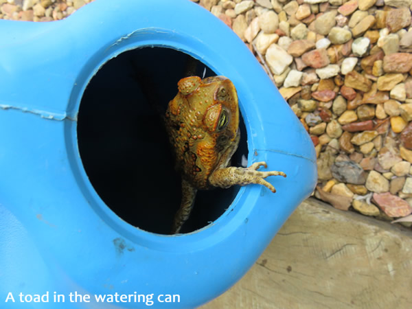 A toad in the watering can