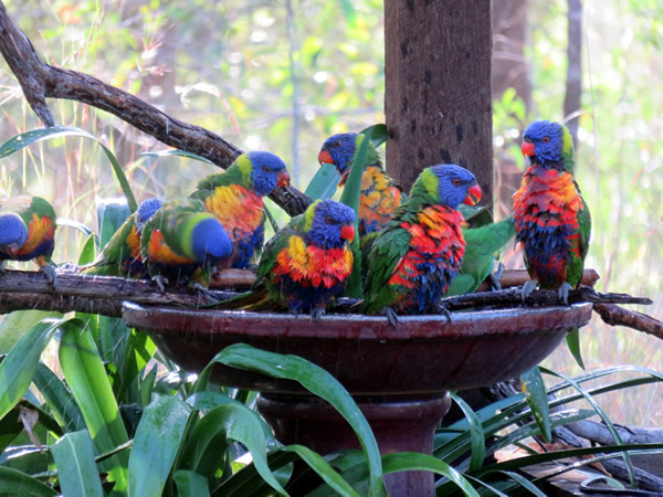 colourful birds