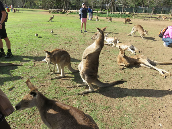 Kangaroos at a zoo