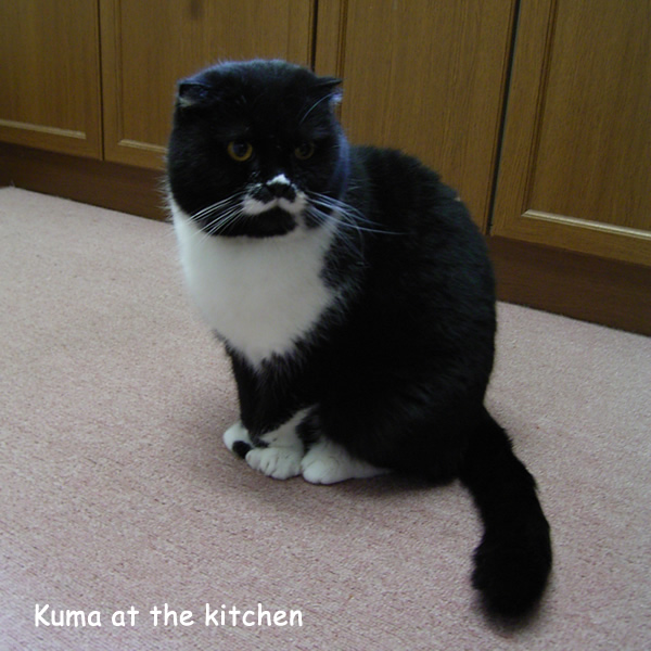 Kuma at the kitchen