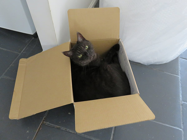 Midon in the box