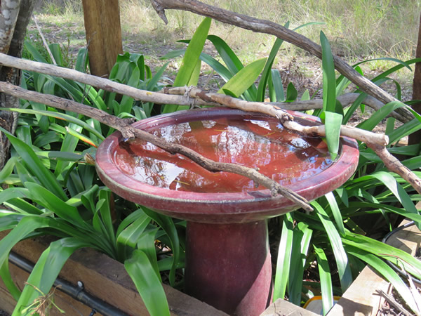 a water bowl for wild birds